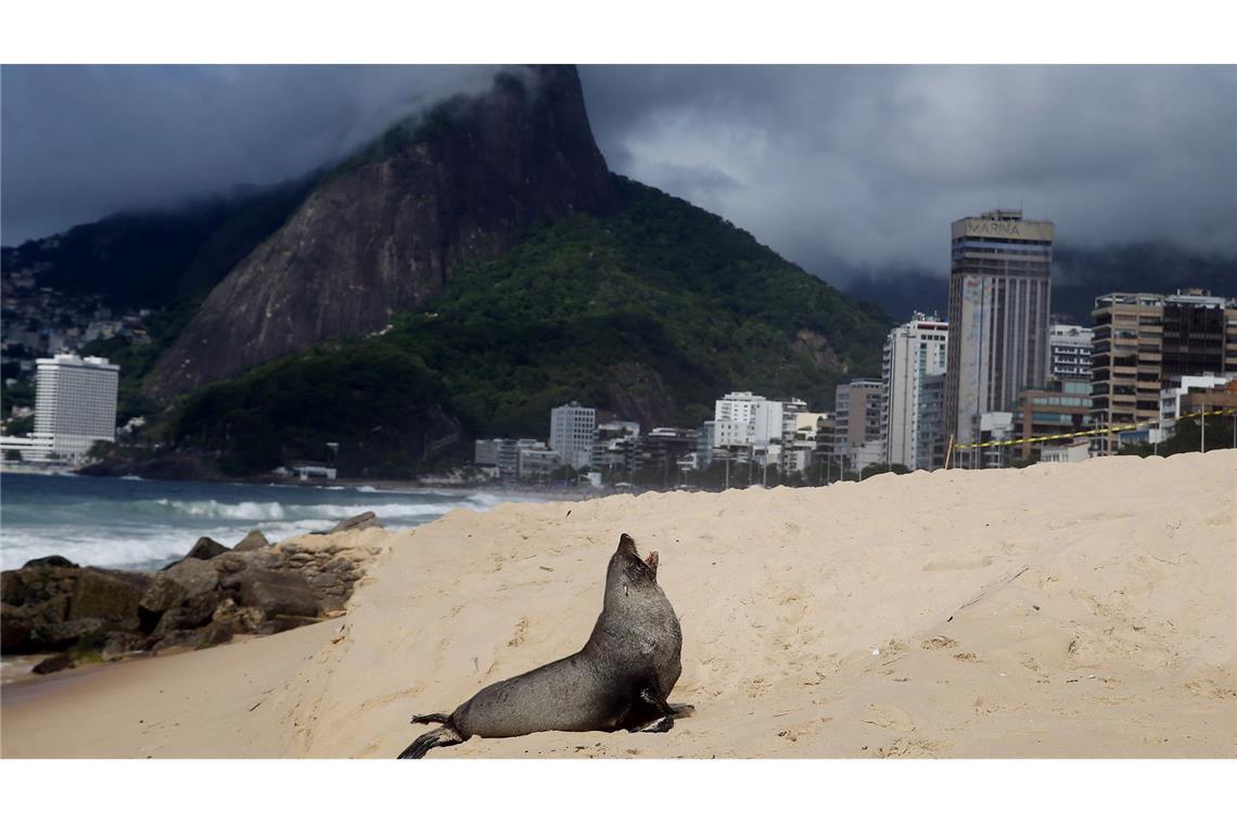 Pelziger Badegast - Seebär in Ipanema