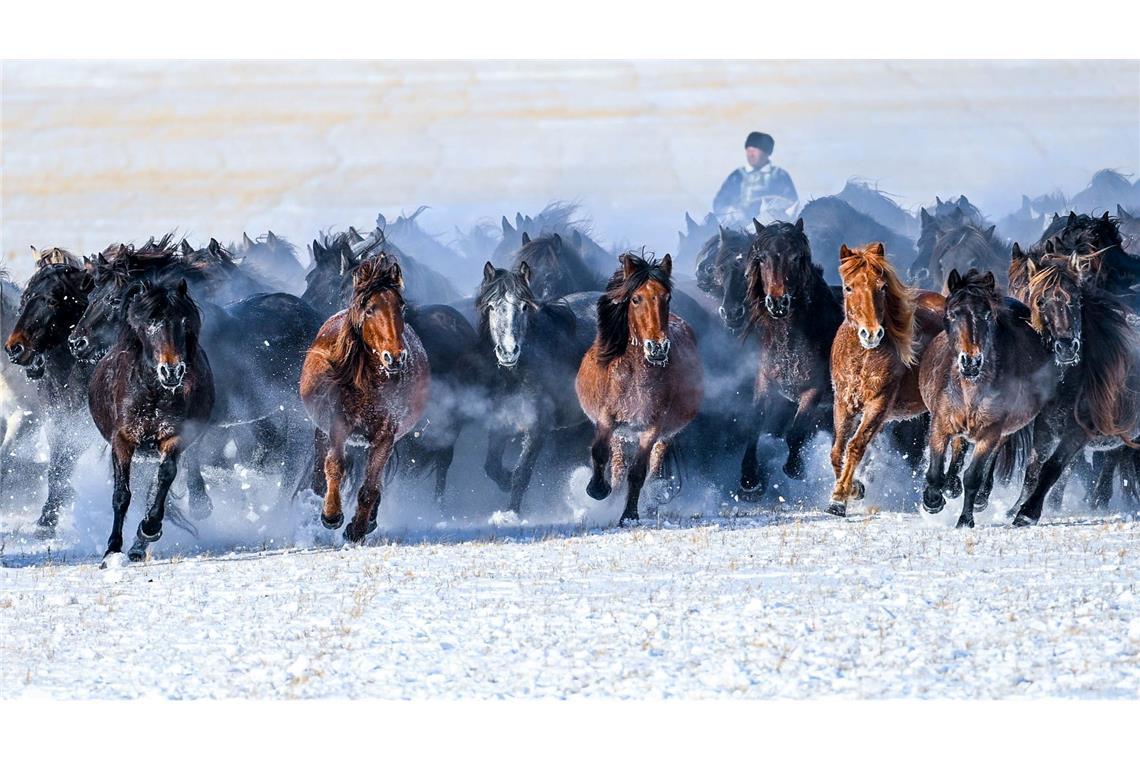 Pferde lauf über eine schneebedeckte Weide in der Mongolei