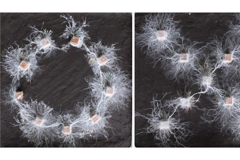 Pilz-Mycel-Netzwerke, die kreis- und kreuzförmig angeordnete Holzklötze verbinden.