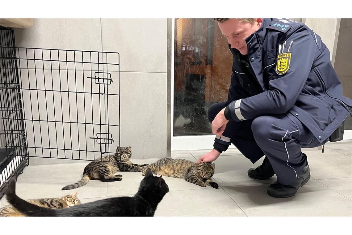 Polizeibeamter besucht die vier Babykatzen im Tierheim.