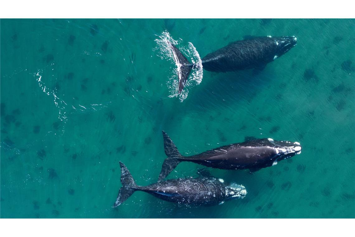 Puerto Madryn: Südkaper (Eubalaena australis) schwimmen im Atlantischen Ozean bei Puerto Madryn vor der Küste Argentiniens.