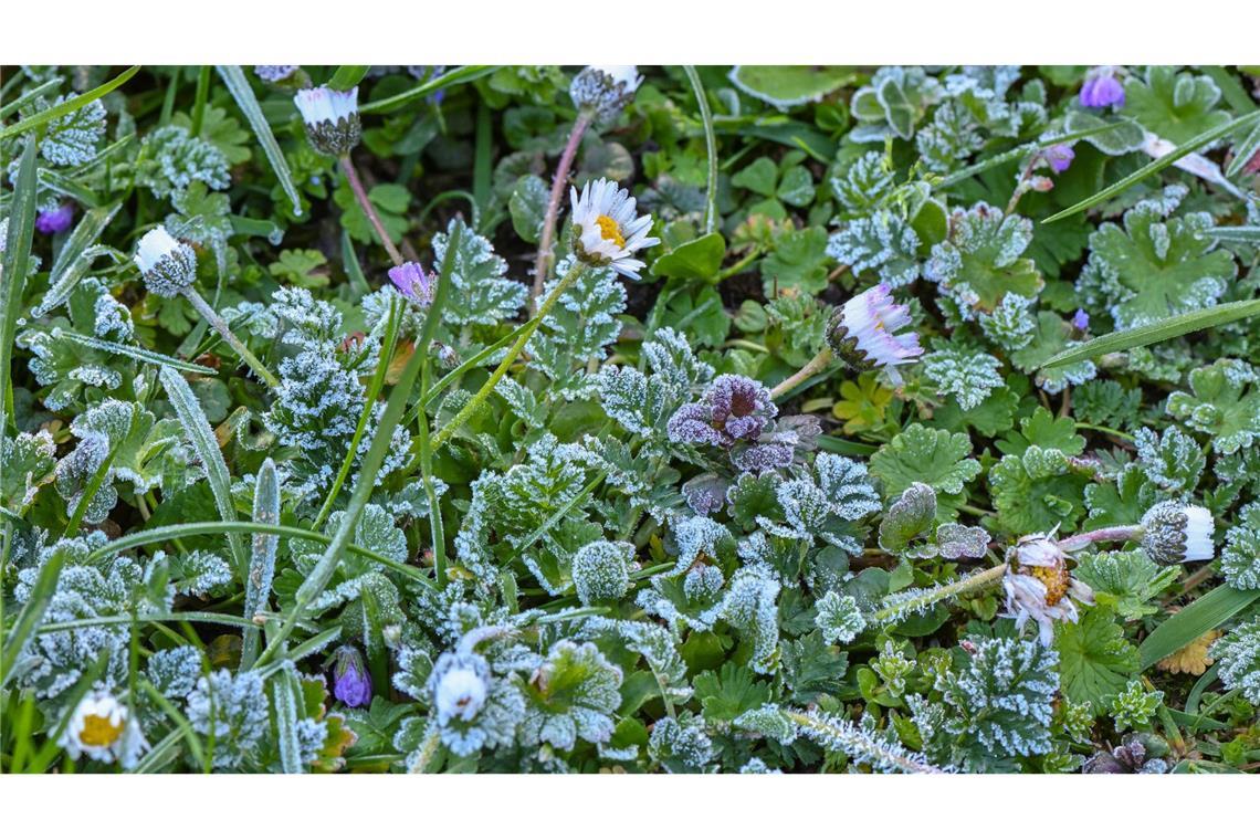 Raureif bedeckt Pflanzen auf einer Wiese in einem Garten.