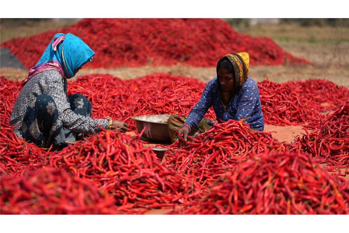 Red Hot Chili Peppers: Frauen entfernen bei der Ernte die Stiele von roten Chilis im Dorf Shertha in Indien.