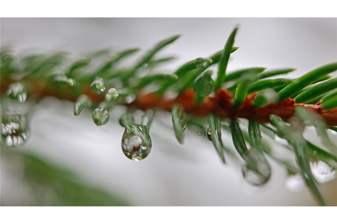 Regen im Harz: Regentropfen hängen an einem Fichtenzweig.