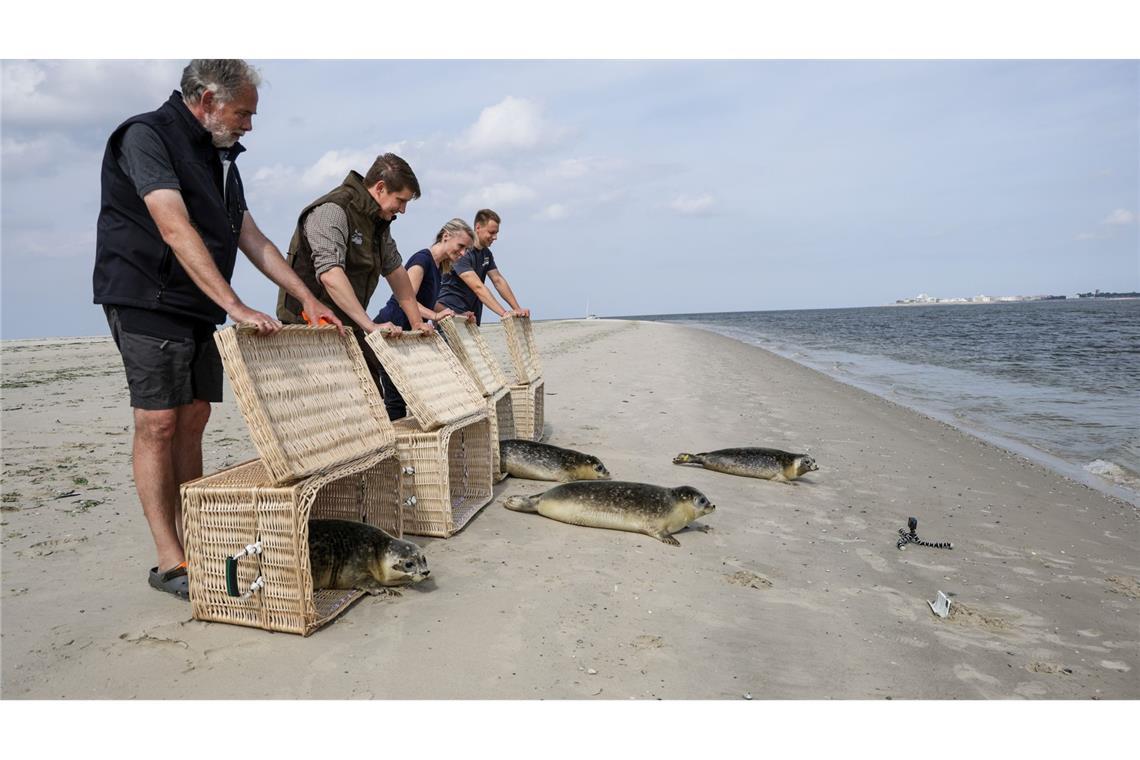 Reinhard, Oskar, Odin und Fridtjof auf dem Weg zurück in die Nordsee. Die vier jungen Seehunde wurden in der Seehundstation Norddeich aufgepäppelt.