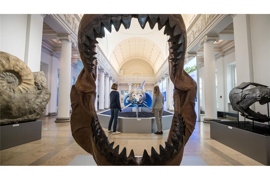 Riesig war der Megalodon mit gut 24 Metern Länge wahrscheinlich durchaus. (Archivbild)