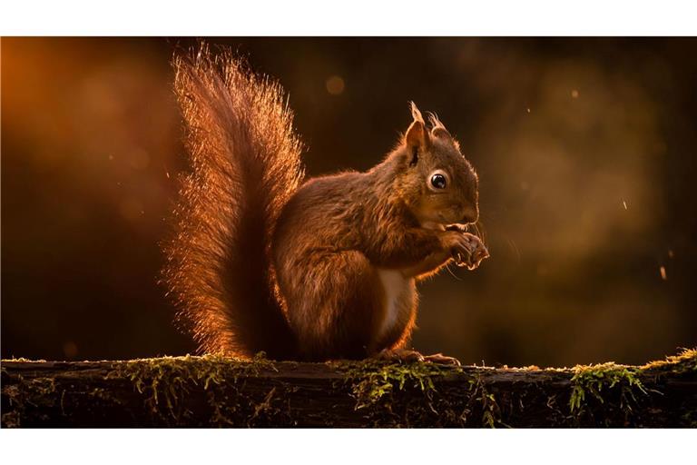 Rote Eichhörnchen werden in Großbritannien zunehmend verdrängt. (Archivbild)