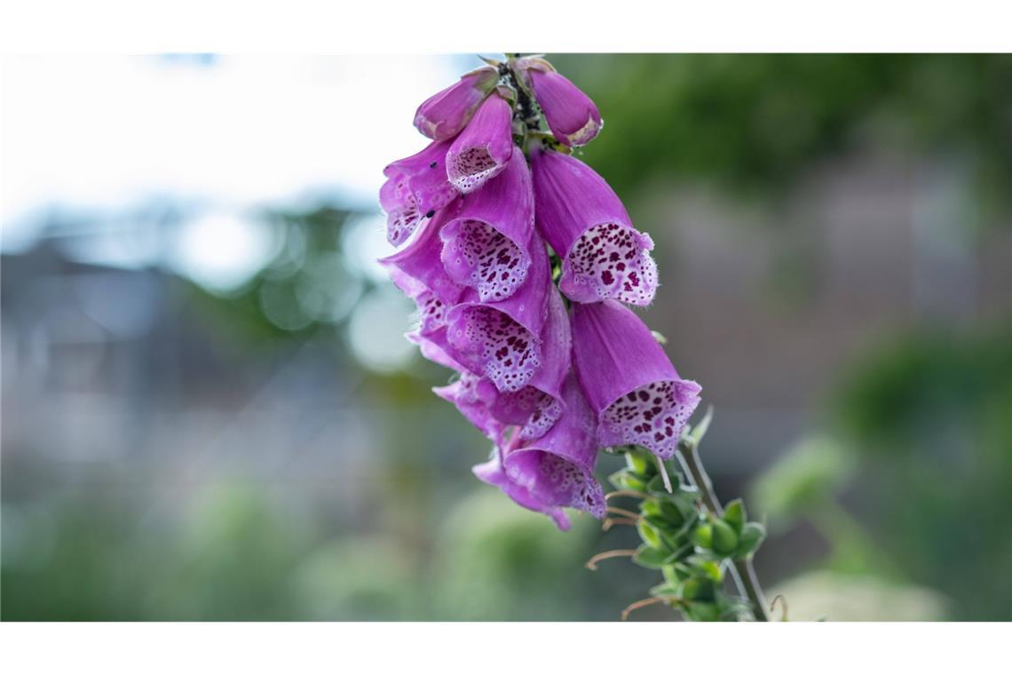 Roter Fingerhut (Digitalis purpurea): Der Rote Fingerhut ist in der Volksmedizin schon lange als Mittel gegen Herzinsuffizienz (Herzschwäche) bekannt und wird seit dem späten 18. Jahrhundert medizinisch verwendet. Alle Pflanzenteile sind hochgiftig. Bereits der Verzehr von zwei bis drei Fingerhutblättern kann tödlich enden. Die ersten Anzeichen einer Vergiftung sind Übelkeit, Erbrechen, Ohrensausen, Schwindelanfälle und ein Sinken der Pulsfrequenz.