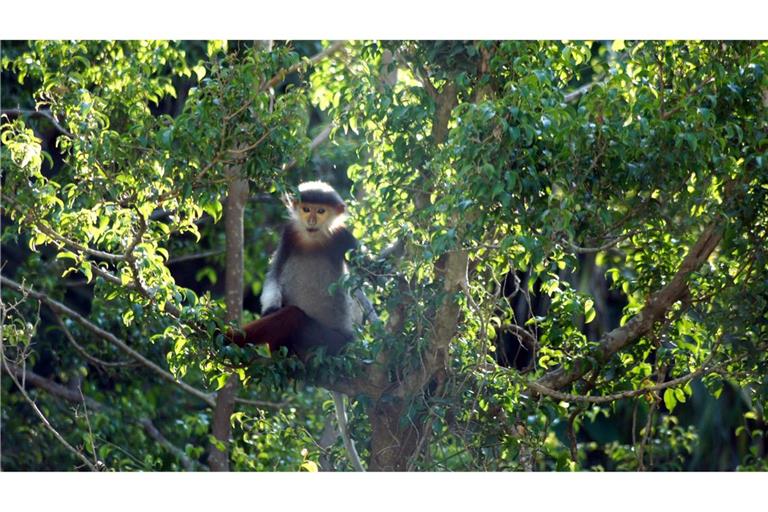 Rotschenklige Kleideraffen und andere ausgefallene Tierarten werden in Laos ab sofort besser geschützt. (Archivbild)