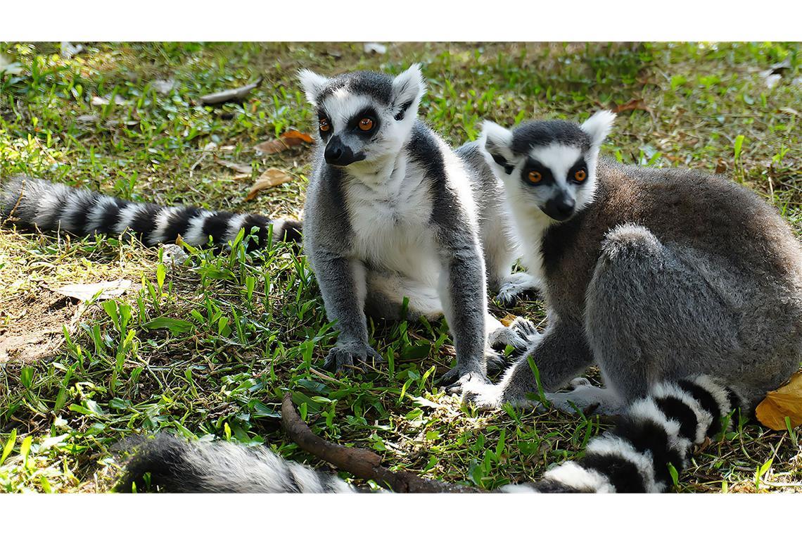 Rund 1.000 aus Madagaskar geschmuggelte Wildtiere werden wieder zurückgebracht, darunter Lemuren (Symbolfoto).