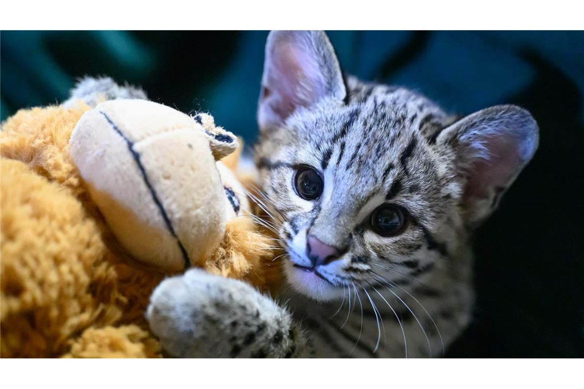 Salzkatze im Zoo Aue: Handaufzucht mit Hilfe einer Streunerkatze