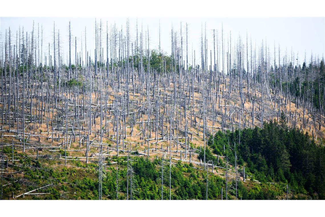 Schädlinge wie der Borkenkäfer, Trockenheit und Klimawandel setzen dem deutschen Wald schwer zu. (Archivbild)