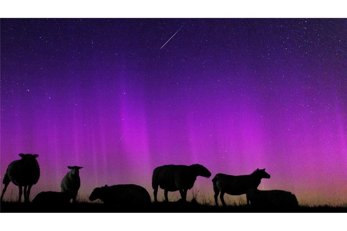 Schafe stehen auf einem Deich zur Nordsee in Ostfriesland unter Polarlichtern, während eine  Sternschnuppe am Nachthimmmel verglüht.