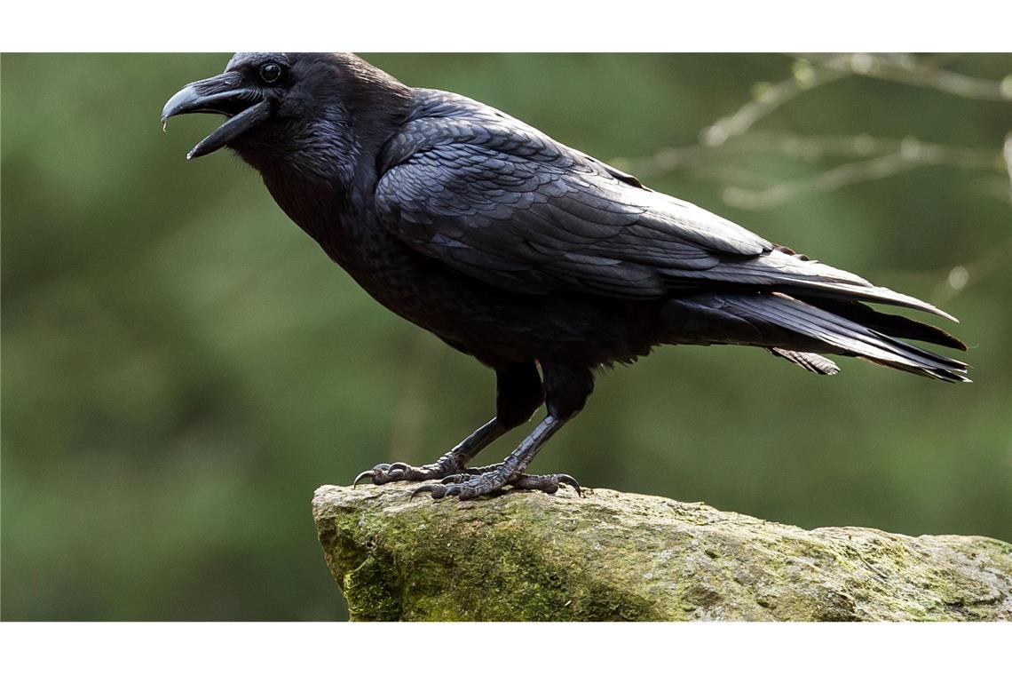 Schlechte Eltern werden als "Rabeneltern" bezeichnet, dabei ist dieser Vogel sehr fürsorglich, wenn es um den eigenen Nachwuchs geht. (Archivbild)