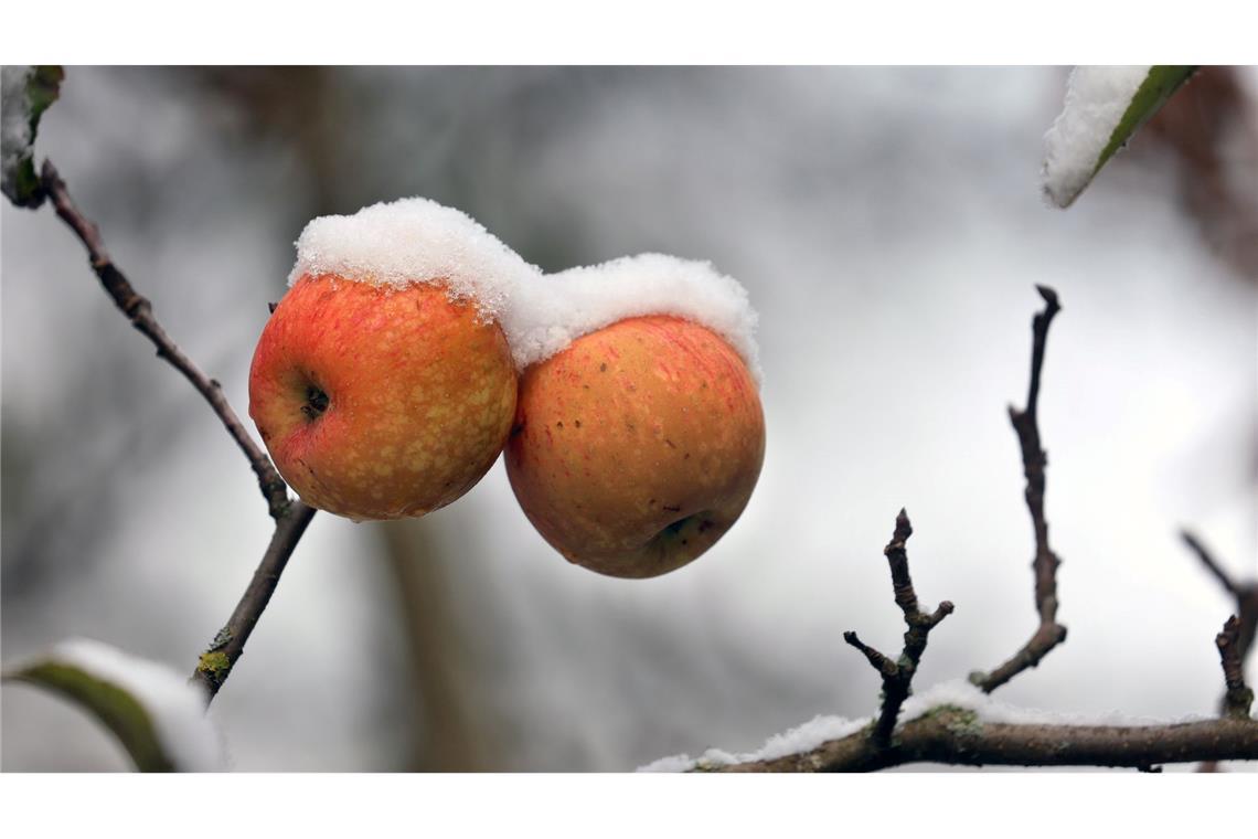 Schnee im Voralpenland: Schneebedeckte Äpfel hängen in einem Garten an einem Apfelbaum.