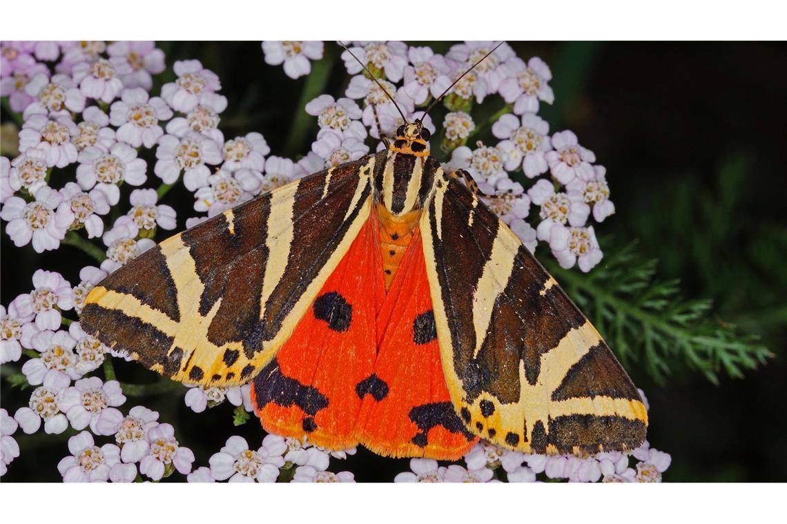 Schwarz-weiß und orangerot: So sieht der "Schmetterling des Jahres", die Spanische Flagge, aus.