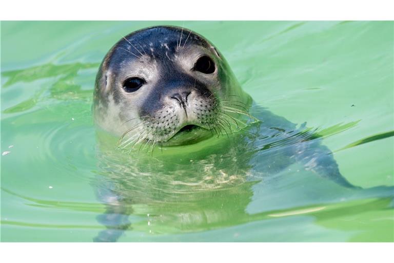 Seehundstation Norddeich: Ein Seehund schwimmt im Wasserbecken.