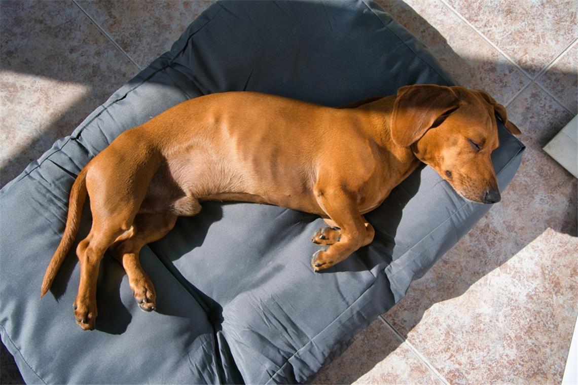 Seitenschläfer: Der Hund fühlt sich sehr wohl.