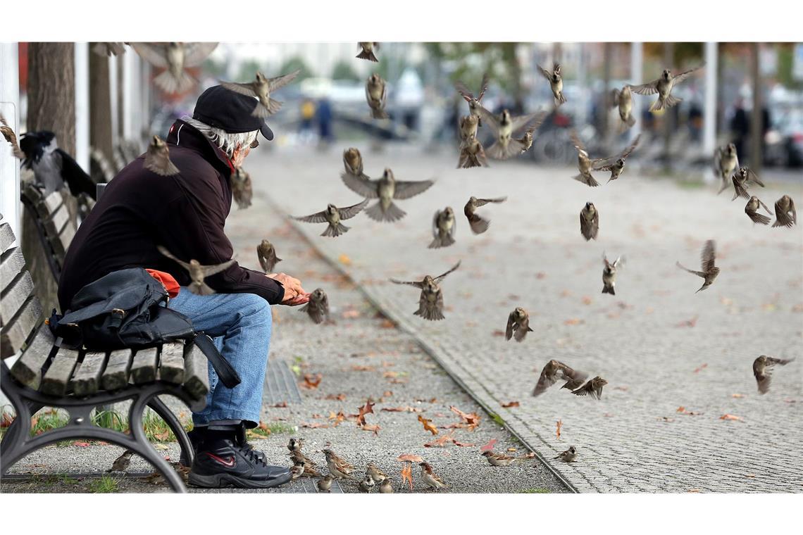 Senioren-Spatzen sind wie viele ältere Menschen mit zunehmendem Alter weniger geneigt, neue Freunde zu finden. (Archivbild)