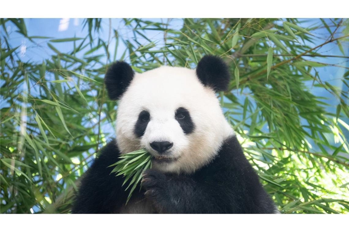 Sie ist trächtig: Pandaweibchen Meng Meng ist mit Zwillingen schwanger.