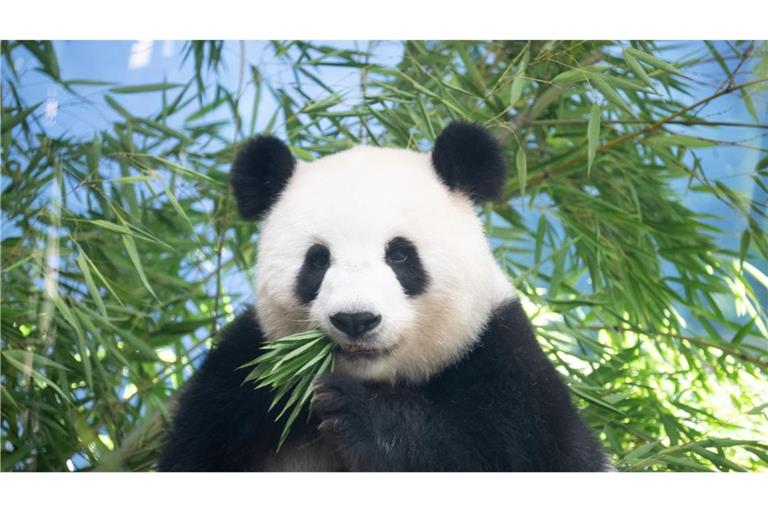 Sie ist trächtig: Pandaweibchen Meng Meng ist mit Zwillingen schwanger.