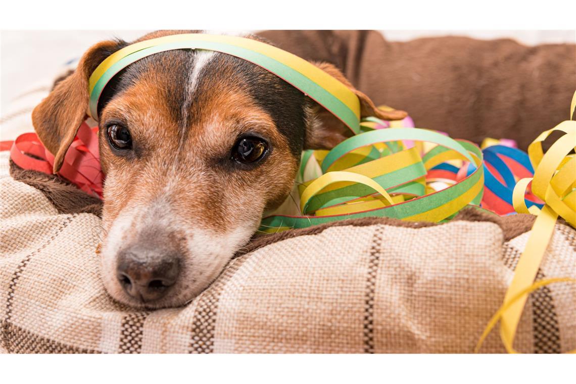 So wünschen sich viele Hundebesitzer ihren Hund an Silvester: ruhig und entspannt.