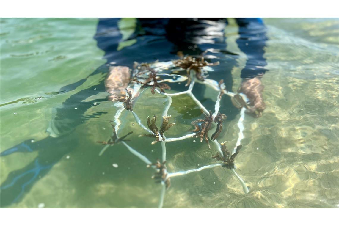 Solche Gestelle werden in einigen Metern Tiefe im Meer positioniert, damit die Korallen wachsen können.