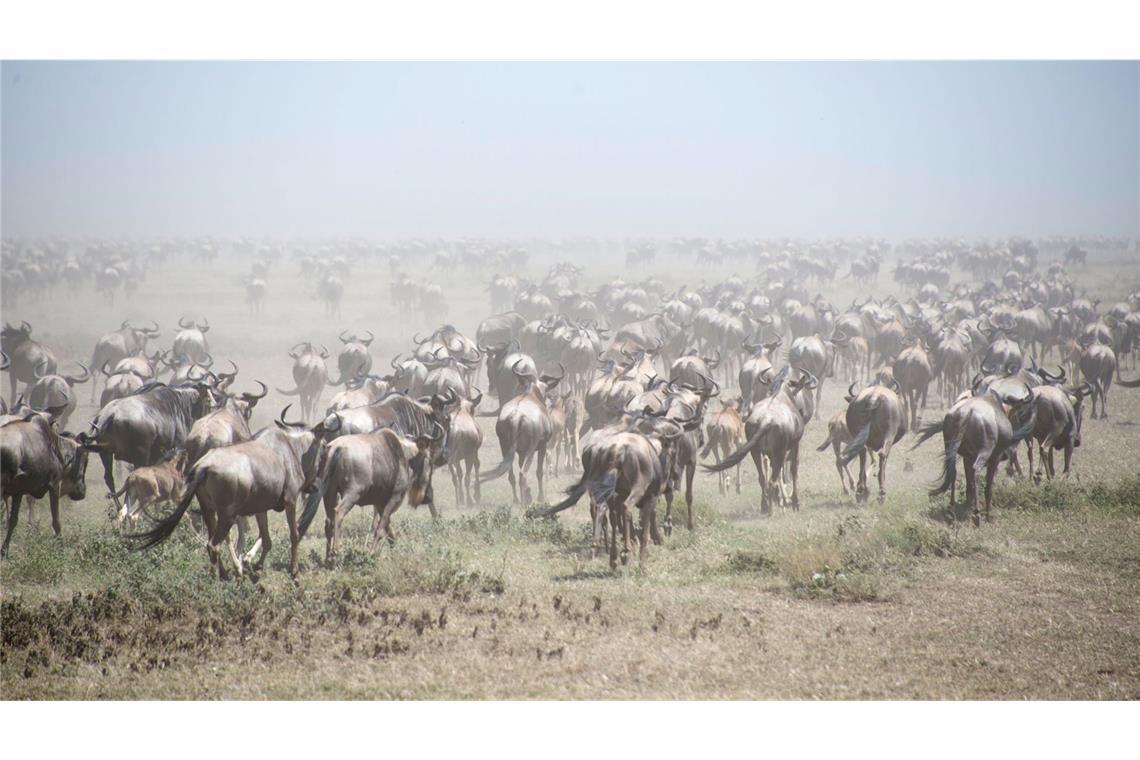 Tausende Gnus laufen im Serengeti Park.