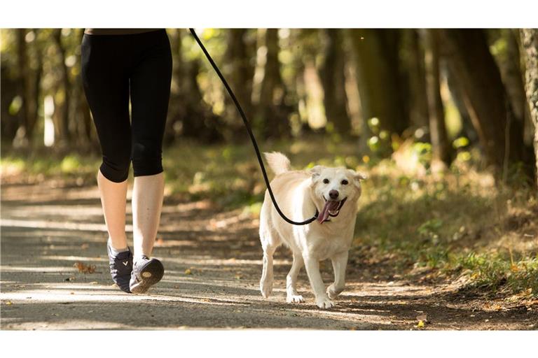 Tierhalter sollen sich künftig verpflichtend über den richtigen Umgang mit Hund und Katze informieren müssen (Symbolfoto).