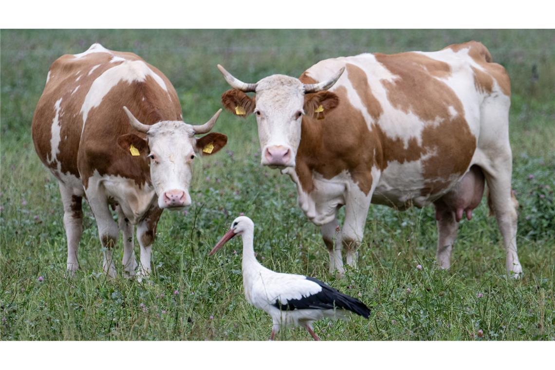 Tierische Begegnung: Zwei Kühe beobachten einen Storch auf einer Weide.