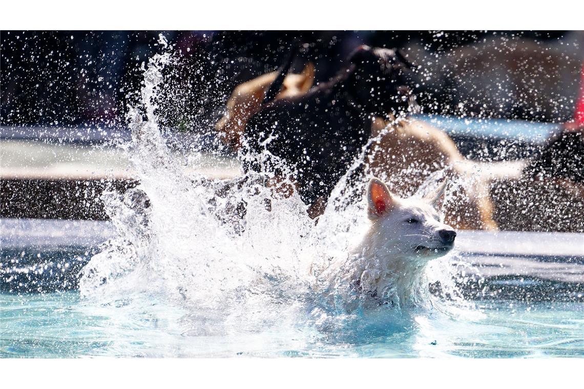 Tierisches Vergnügen - Hündin Ronja springt beim Hundeschwimmen im Freibad in ein Becken