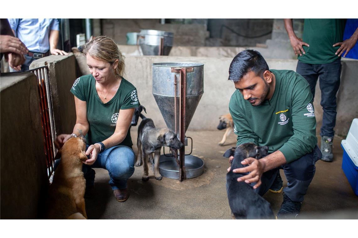 Tierschützer versuchen, die verängstigten Hunde zu beruhigen.