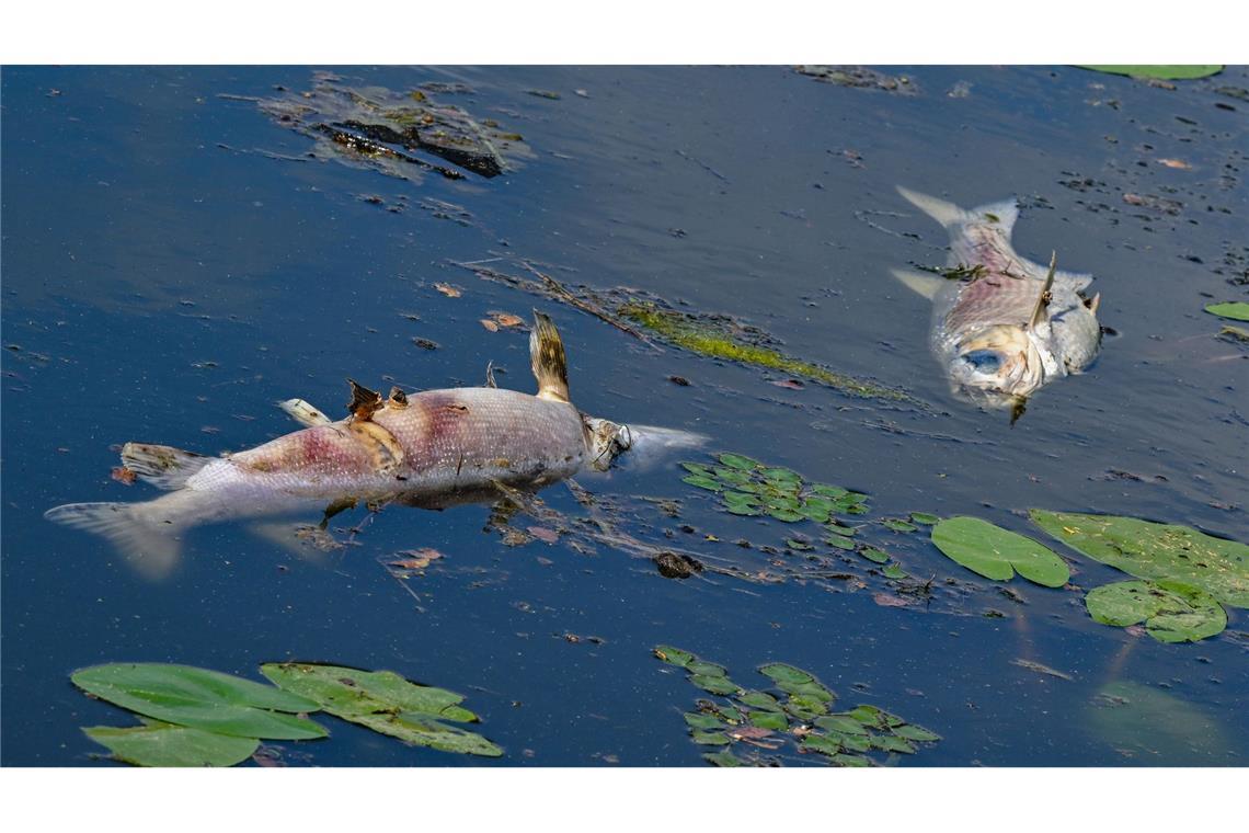 Tote Fische treiben in einem Nebenarm der Oder. Polen kämpft derzeit mit der Blüte giftiger Goldalgen in Gewässer, die mit der Oder verbunden sind. (Archivbild)