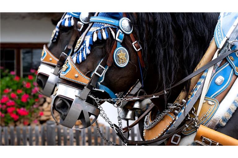 Traditionell geschmückte Pferde: Beim Festumzug des Rosstages ziehen zahlreiche Pferdegespanne unter dem Motto „d’Fuhrleit kemman z’am“ (Die Fuhrleute kommen zusammen) durch Rottach-Egern.