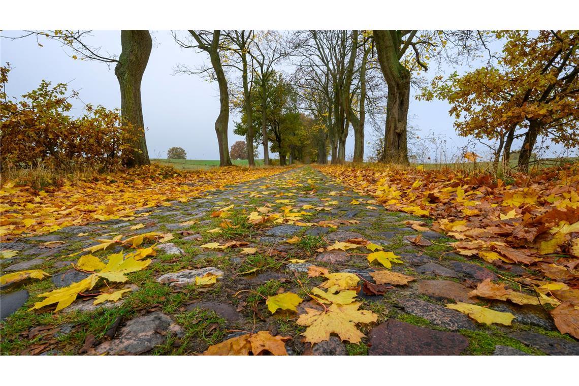 Trübes Herbstwetter in Brandenburg: Blätter liegen auf einer alten Pflastersteinstraße.