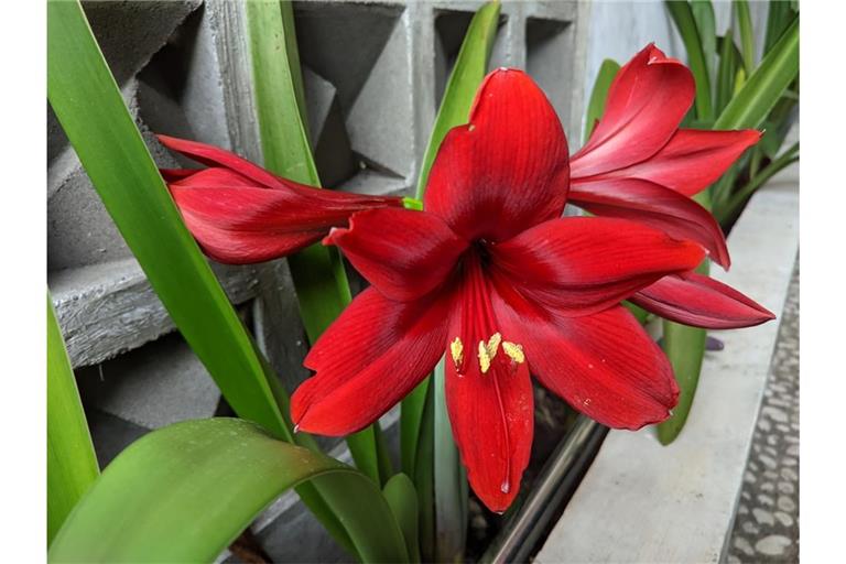 Umgeknickter Blätter der Amaryllis oder des Rittersterns sind keine Seltenheit. Das sind die häufigsten Gründe.