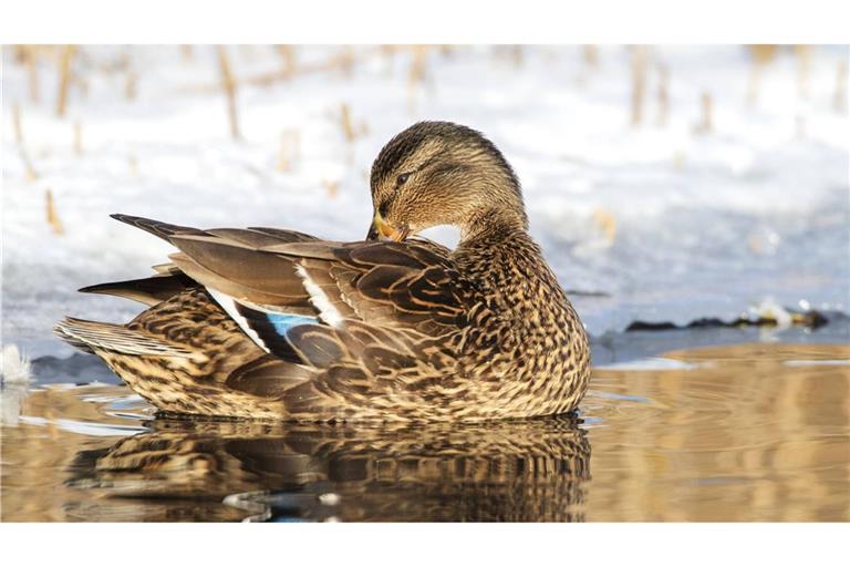 Unbekannte sollen eine Ente getötet haben.