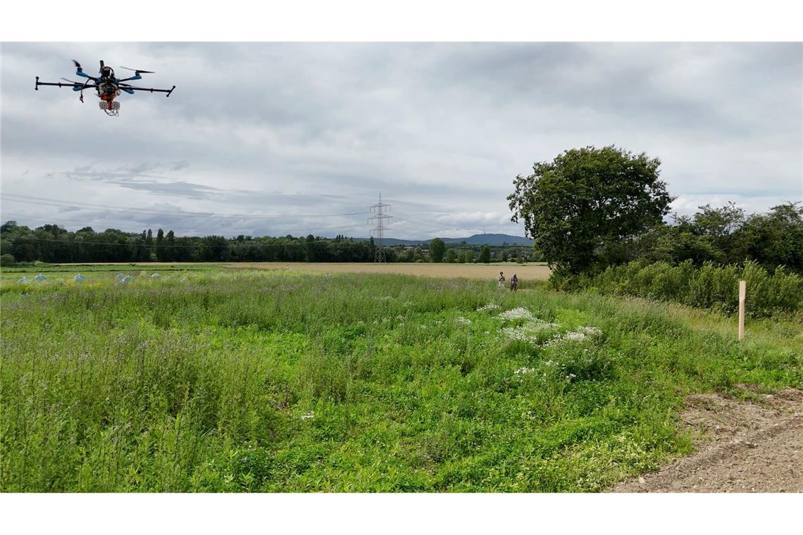 Versuch draußen auf einer Wiese: Forschende verfolgen den Flug von Bienen.