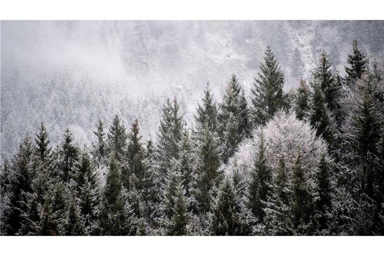 Viele Menschen wollen einen Weihnachtsbaum im Wald selbst schlagen. (Illustration)