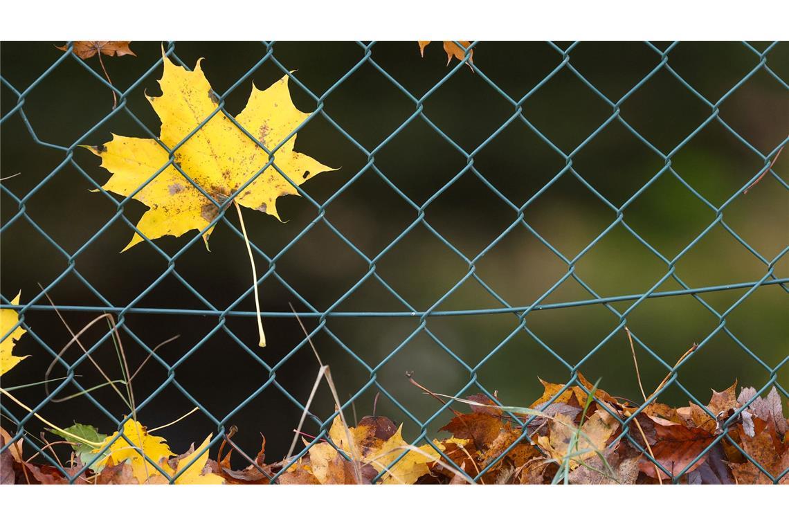 Vom Winde verweht und im Maschendrahtzaun gelandet - der Herbst ist da.