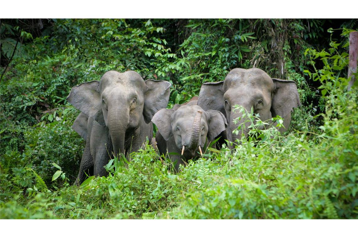 Von der kleinsten Unterart des Asiatischen Elefanten, den Borneo-Elefanten, leben nur noch rund tausend Tiere in freier Wildbahn. (Handout)