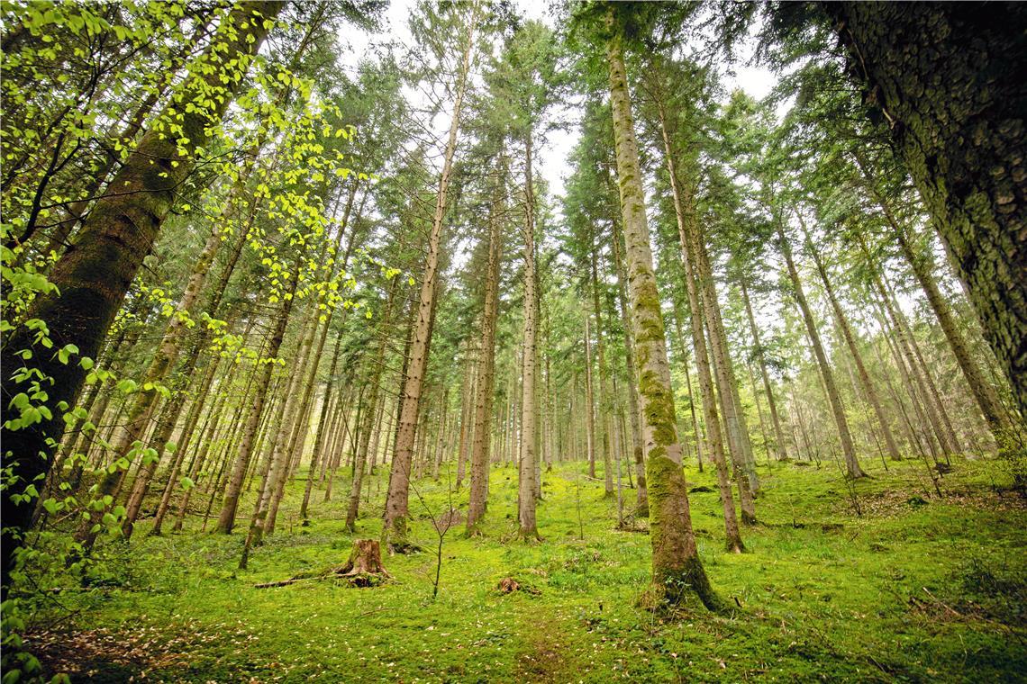 Vor allem rund um die Hörschbachschlucht ist der Murrhardter Wald als Ausflugsziel beliebt. Archivfoto: Alexander Becher