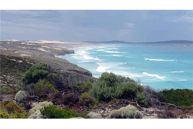 Vor der Küste von South Australia gibt es Weiße Haie. (Archivbild)