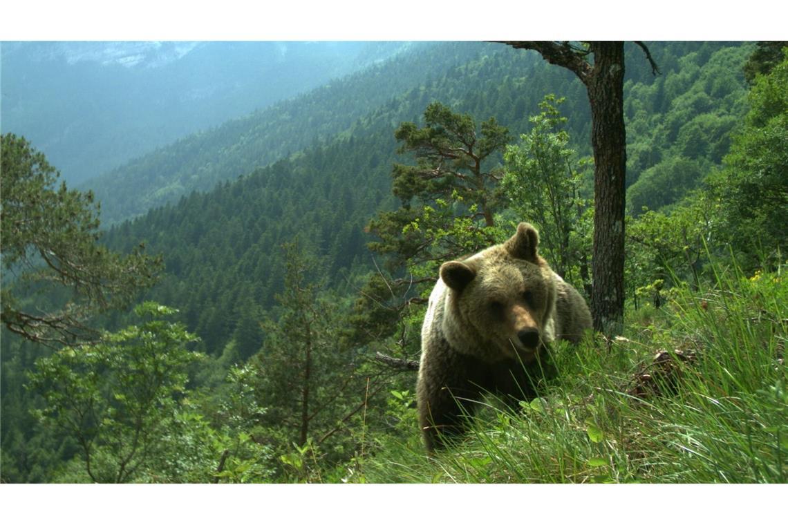 Vor drei Wochen ging eine Bärin im Trentino auf einen französischen Touristen los. Jetzt wurde sie erschossen. (Symbolfoto)