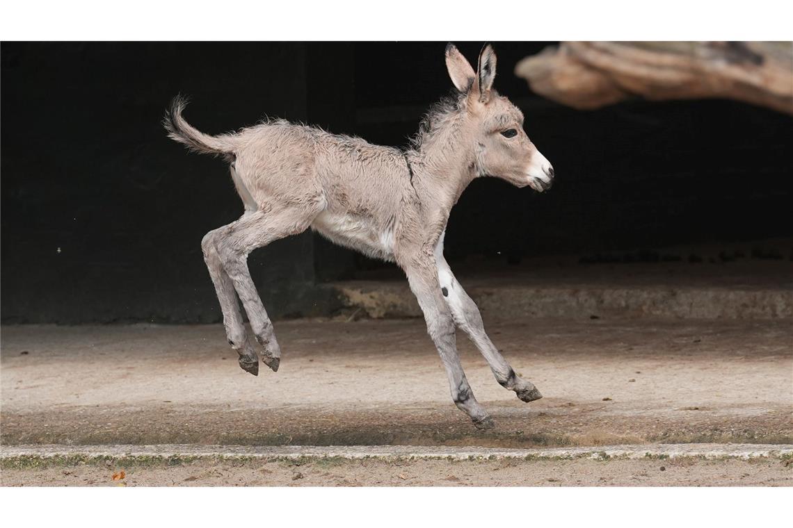 Waldesel-Jungtier Eragon springt springt vergnügt durch sein Gehege im Tierpark Hagenbeck.