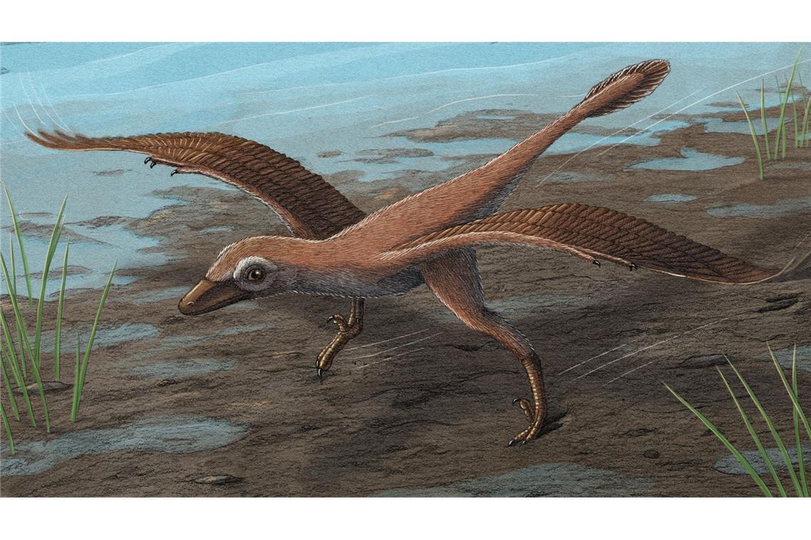 War dieser Microraptor-Verwandte wirklich fast 40 Kilometer pro Stunde schnell?