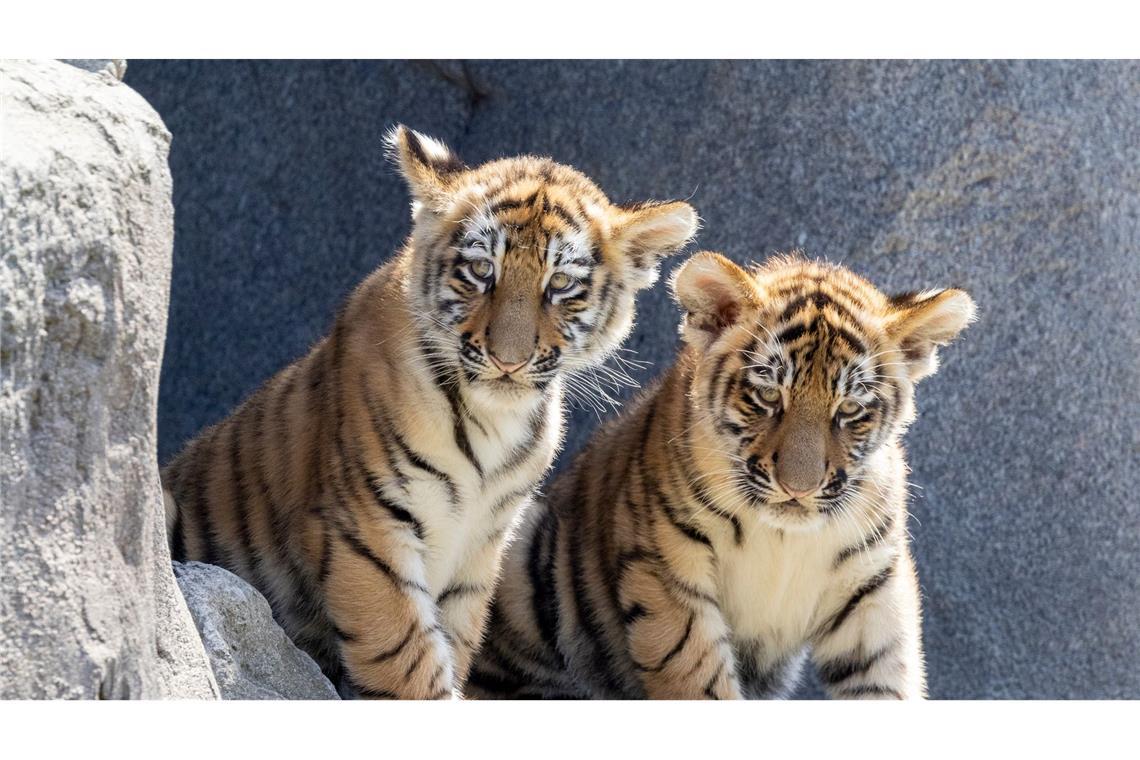 Was ist denn hier los ? Zwei süßeTiger-Jungtiere erkunden erstmals ihr Kölner Außengehege.