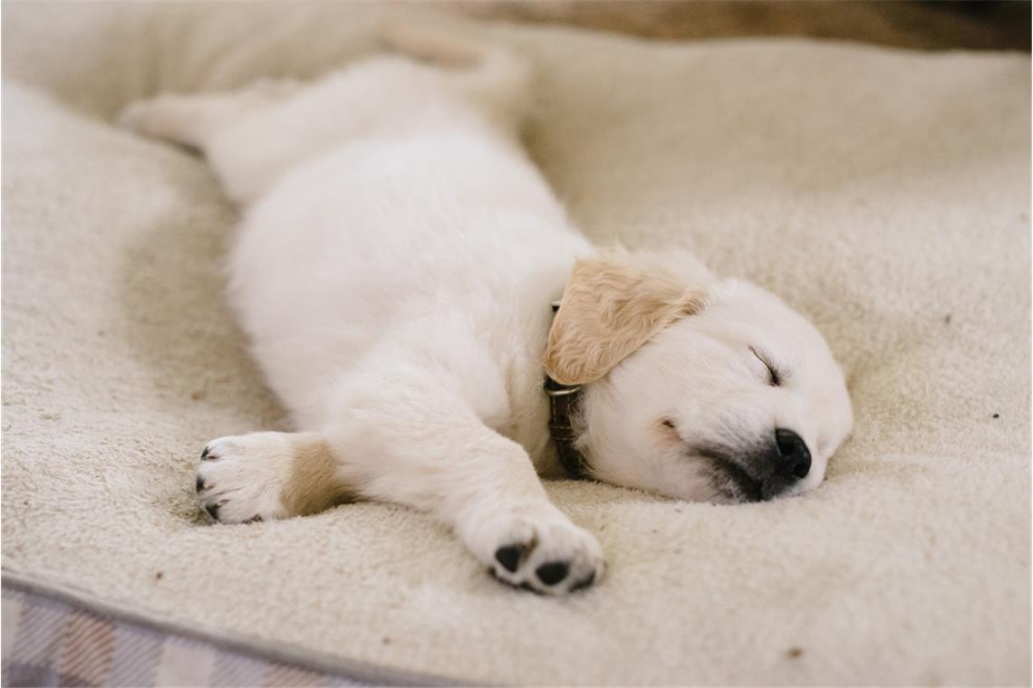 Was sagen die Schlafpositionen über einen Hund aus?