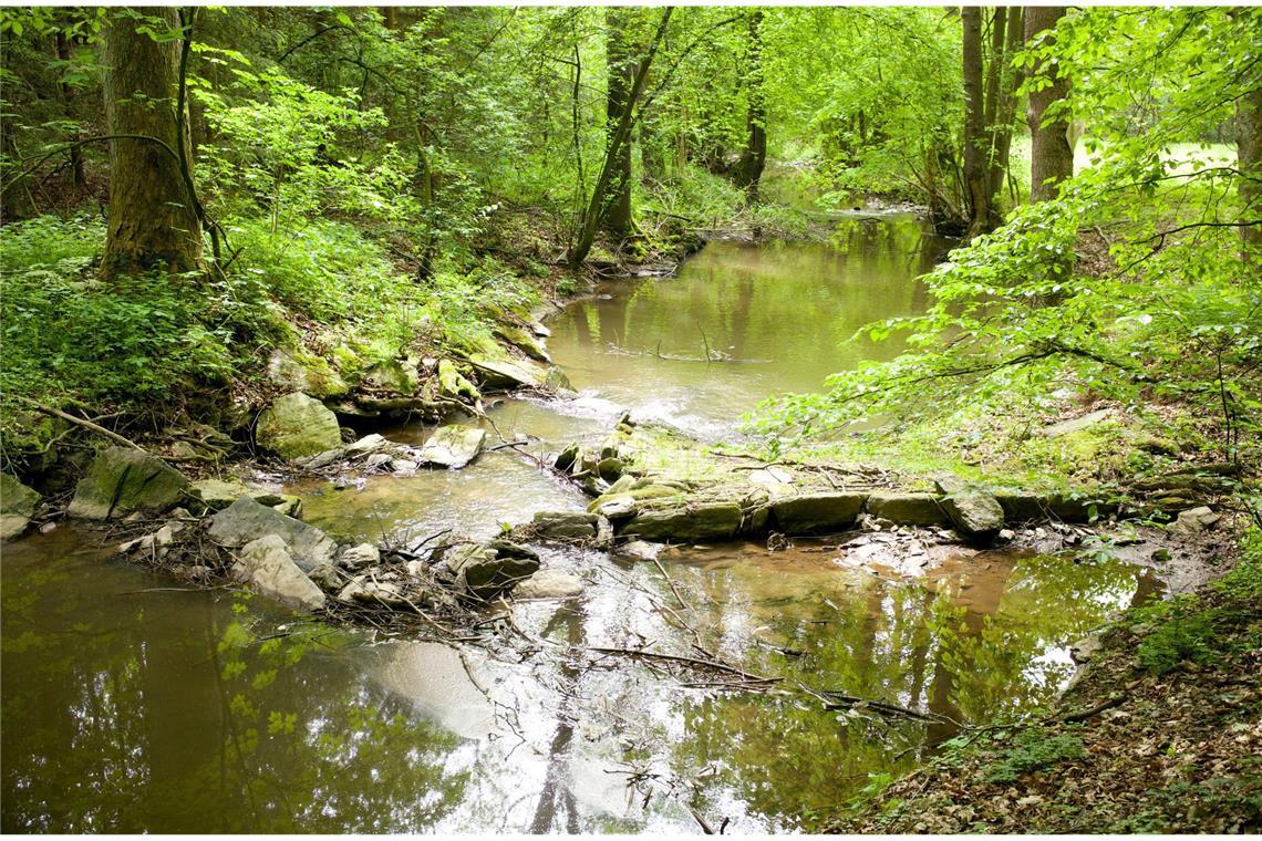 Wasser: Ein Bach ist eine optimale Wasserquelle. Vorher muss man die Flüssigkeit aber mit einem selbst gebauten Filter reinigen.