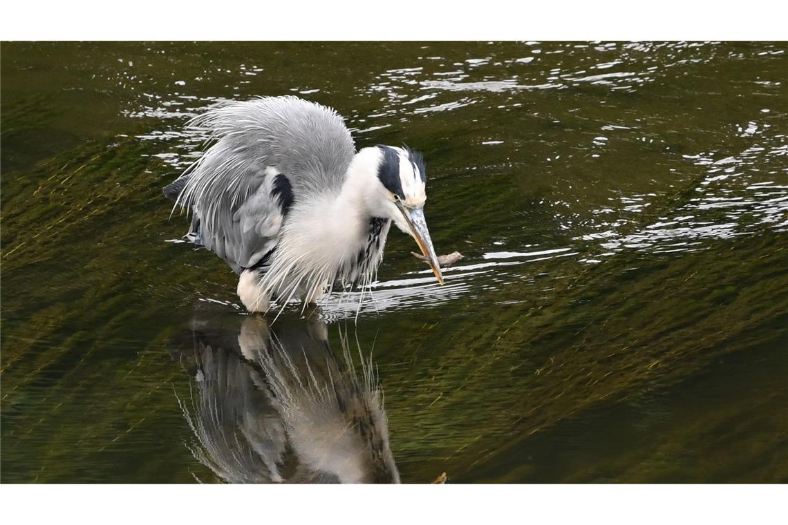 Wasserspiegelung im Fluss: Ein Graureiher steht mit seiner Beute in der Lahn in Hessen.